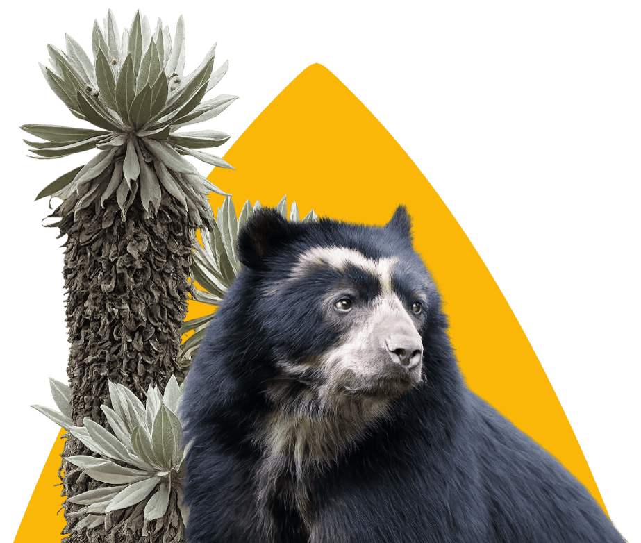 oso andino con frailejones